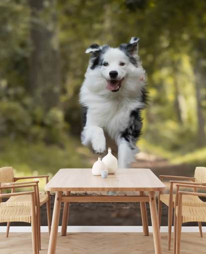 Australske hyrdehund kører tapet Australske hyrdehund kører tapet