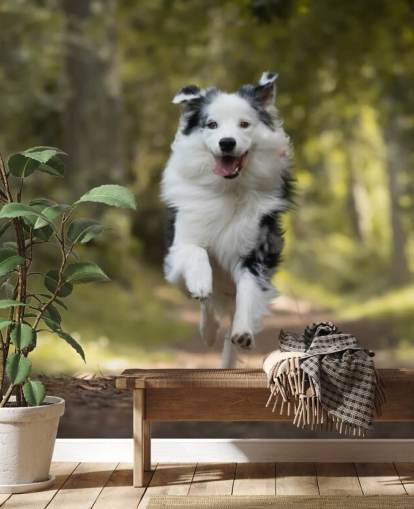 Australischer Schäferhund läuft Tapete