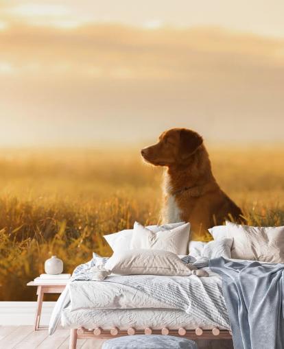 ginger retriever sentou-se no campo ao pôr do sol papel de parede ginger retriever sentou-se no campo ao pôr do sol papel de parede