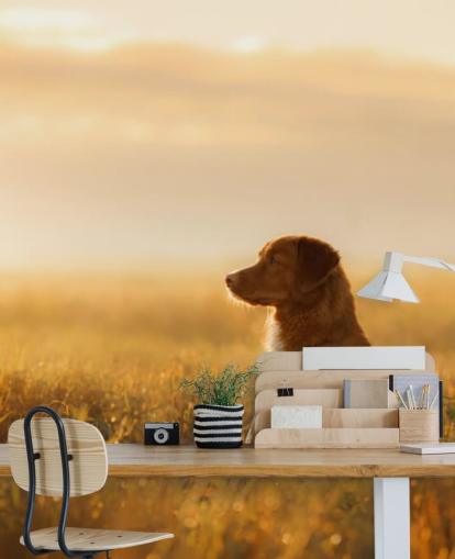 ginger retriever sentado en el campo al atardecer fondo de pantalla