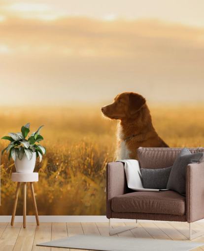 ginger retriever sat in field at sunset wallpaper