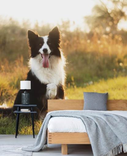 zwart-witte border collie met opgeheven poot in veldbehang zwart-witte border collie met opgeheven poot in veldbehang