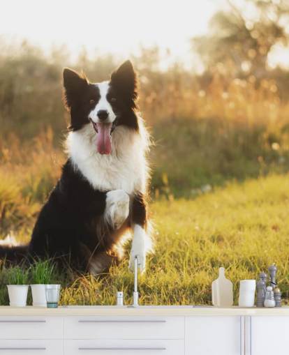 papier peint border collie noir et blanc avec patte surélevée dans le champ