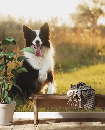 zwart-witte border collie met opgeheven poot in veldbehang zwart-witte border collie met opgeheven poot in veldbehang