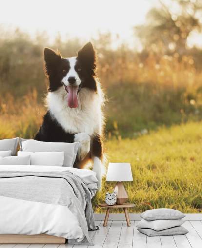 black and white border collie with raised paw in field wallpaper black and white border collie with raised paw in field wallpaper