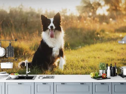 Dog Wallpaper & Wall Murals | Wallsauce UK