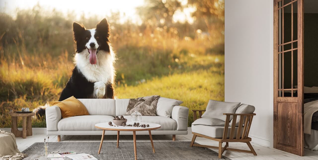 Border Collie Wallpaper | Wallsauce UK