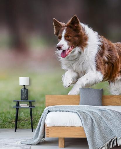 brun gräns collie körs i fält tapeter
