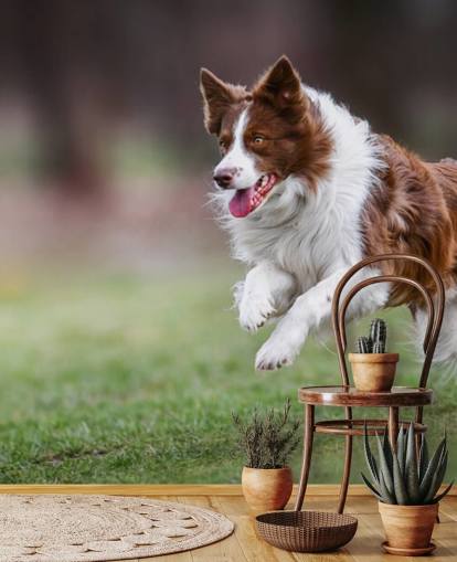papel de parede marrom border collie correndo no campo
