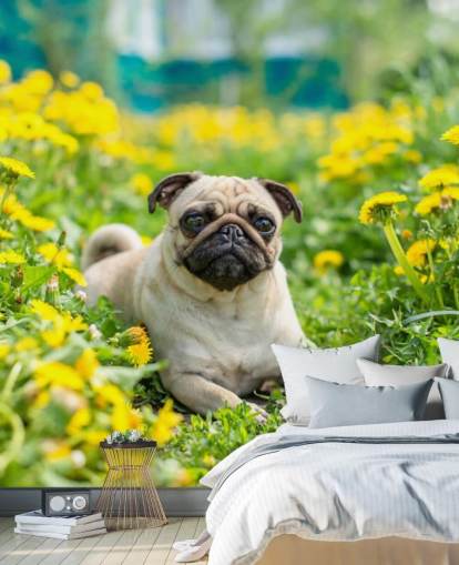 lindo pug acostado en el fondo de pantalla de dientes de león