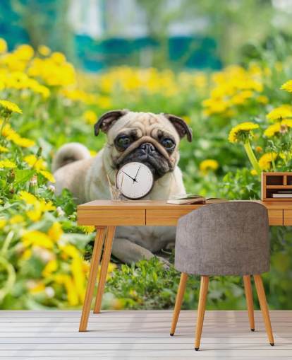 cute pug lying in dandelions wallpaper