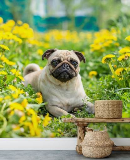 lindo pug acostado en el fondo de pantalla de dientes de león