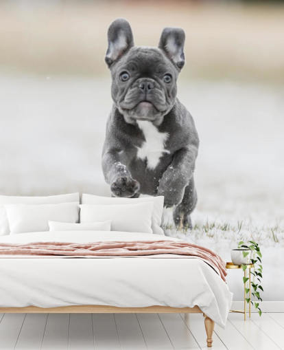 dark grey french bulldog puppy running in the snow wallpaper dark grey french bulldog puppy running in the snow wallpaper