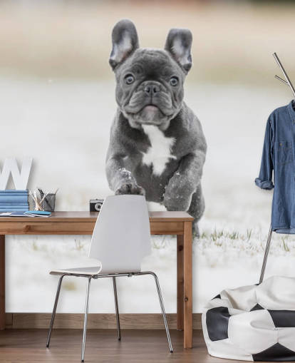 dark grey french bulldog puppy running in the snow wallpaper dark grey french bulldog puppy running in the snow wallpaper