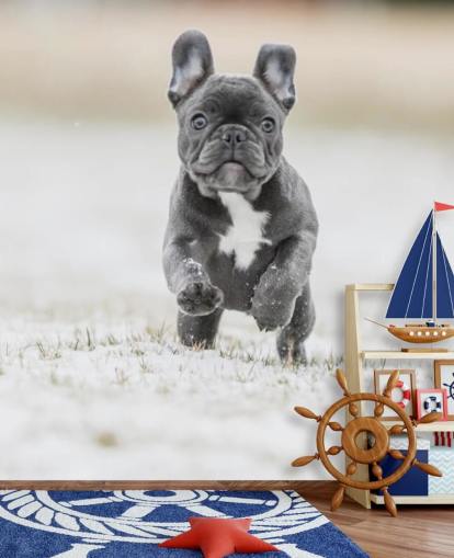 mørk grå fransk bulldog valp kjører i snøen tapet mørk grå fransk bulldog valp kjører i snøen tapet