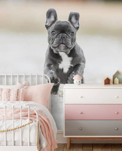 dark grey french bulldog puppy running in the snow wallpaper