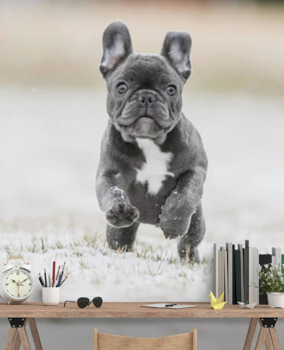 mörkgrå franska bulldog valp kör i snön tapeten