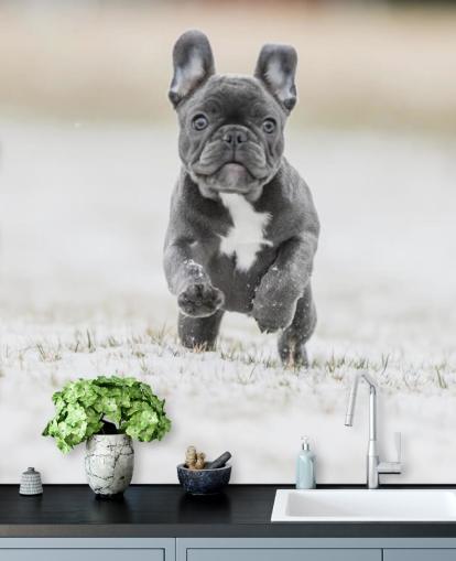 dark grey french bulldog puppy running in the snow wallpaper