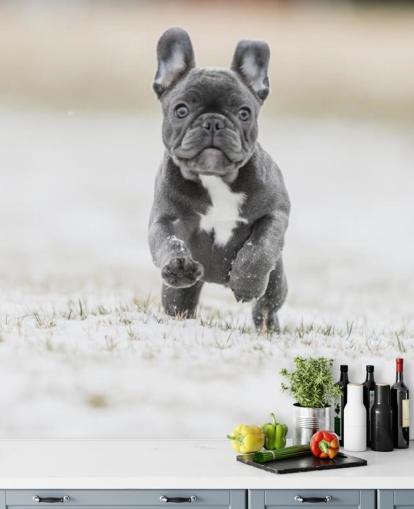fond d'écran gris foncé chiot bouledogue français courant dans la neige