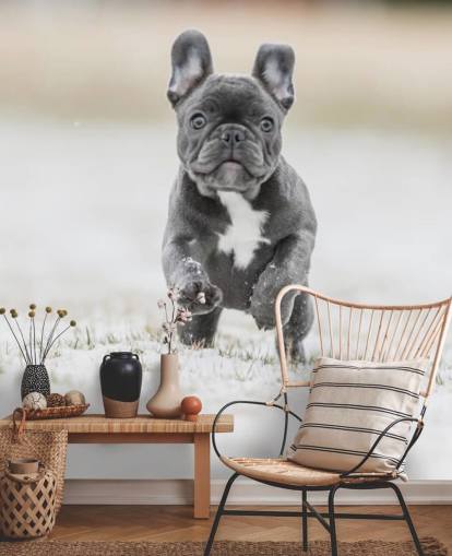 filhote de cachorro bulldog francês cinza escuro correndo no papel de parede de neve