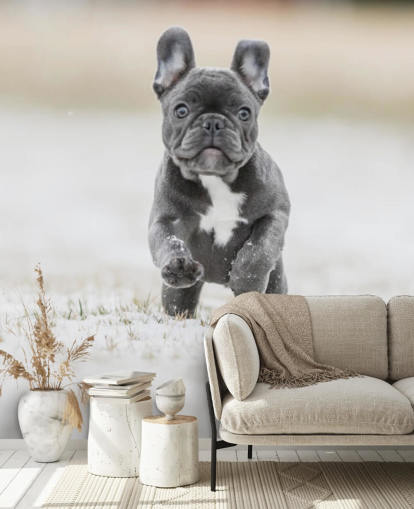 papel pintado cachorro bulldog francés gris oscuro corriendo en la nieve