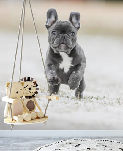 mørkegrå fransk bulldog hvalp kører i sneen tapet mørkegrå fransk bulldog hvalp kører i sneen tapet