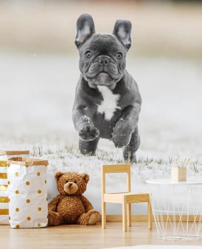 filhote de cachorro bulldog francês cinza escuro correndo no papel de parede de neve filhote de cachorro bulldog francês cinza escuro correndo no papel de parede de neve
