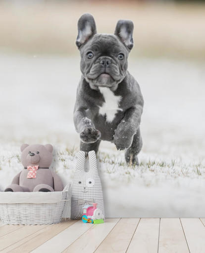 dark grey french bulldog puppy running in the snow wallpaper