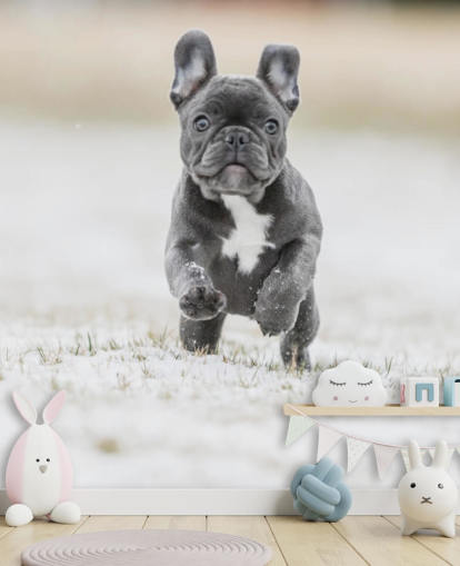 dark grey french bulldog puppy running in the snow wallpaper