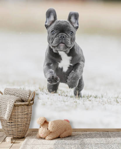 dark grey french bulldog puppy running in the snow wallpaper