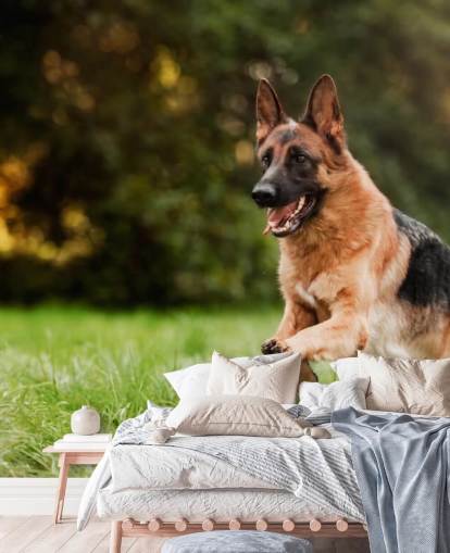 german shepherd jumping in a field wallpaper