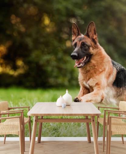 deutscher Schäferhund springt in ein Feld Tapete deutscher Schäferhund springt in ein Feld Tapete