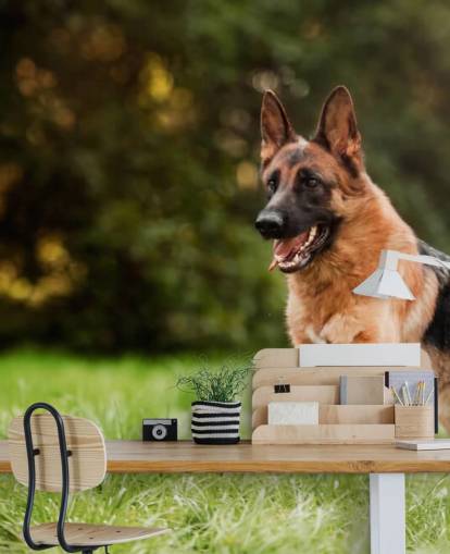 german shepherd jumping in a field wallpaper