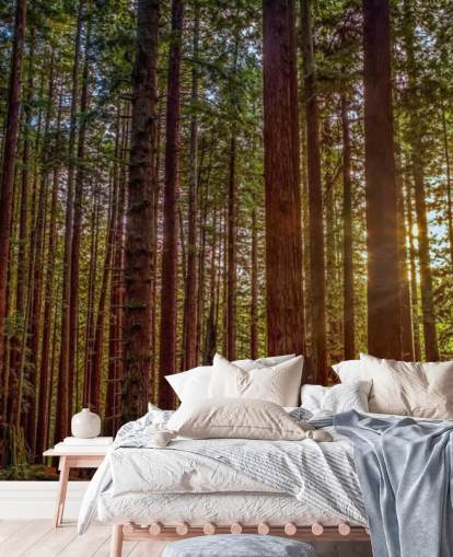 Sunlit Red Trunk Tree Forest Wallpaper Sunlit Red Trunk Tree Forest Wallpaper