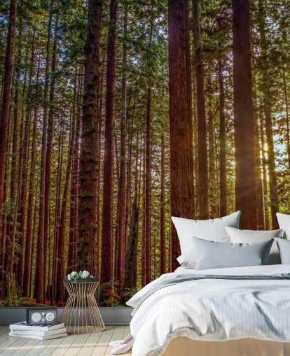 Sunlit Red Trunk Tree Forest Wallpaper