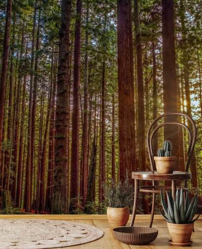 Papier Peint Forêt d'arbres à tronc rouge ensoleillé