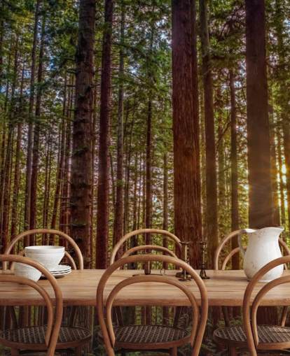 Solbelyste rød Trunk Tre Skog Bakgrunn