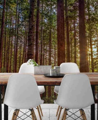 Sunlit Red Trunk Tree Forest Wallpaper