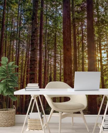 Sunlit Red Trunk Tree Forest Wallpaper