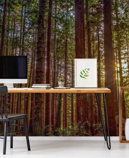 Solbelyst röd Trunk träd skog Bakgrund