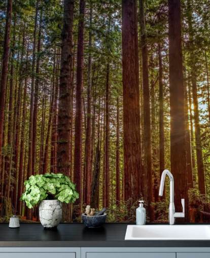 Redwood Sun Forest Wallpaper Redwood Sun Forest Wallpaper