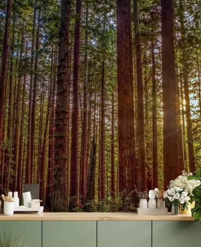 Sunlit Red Trunk Tree Forest Wallpaper