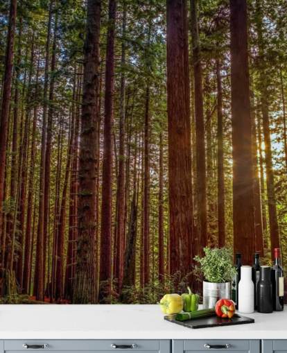 Papier Peint Forêt d'arbres à tronc rouge ensoleillé