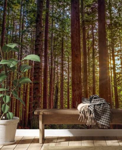 Sunlit Red Trunk Tree Forest Wallpaper