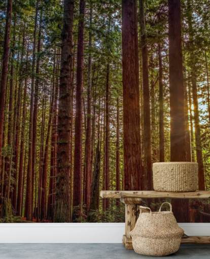 Solbelyst röd Trunk träd skog Bakgrund Solbelyst röd Trunk träd skog Bakgrund