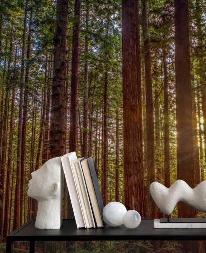 Sunlit Red Trunk Tree Forest Wallpaper