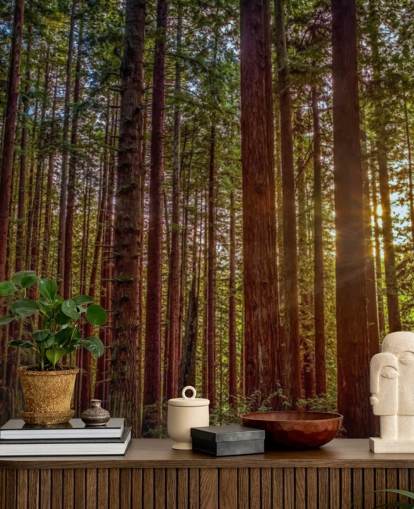 Sunlit Red Trunk Tree Forest Wallpaper