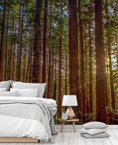 Sunlit Red Trunk Tree Forest Wallpaper