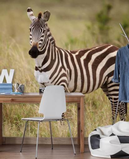 mural de papel de parede zebra personalizável chamado Zebra in Long Grass mural de papel de parede zebra personalizável chamado Zebra in Long Grass