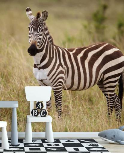 customisable zebra wallpaper mural called Zebra in Long Grass